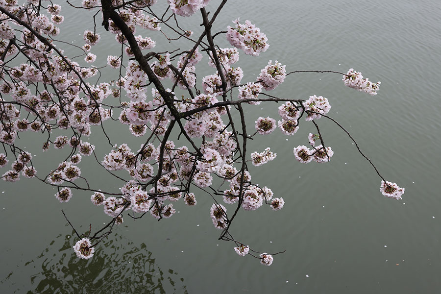 Cherry Blossoms on Branches on Overcast Day at the Tidal Blossom.